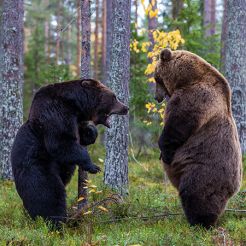 Ilkka Niskanen, Projekt Natur & Fotografie