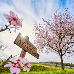 Mandelblüte Rheinland-Pfalz, Foto: DZT/Jens Wegener