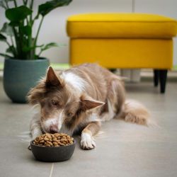 Hundefutter (Foto: Ayla Verschueren/unsplash.com)